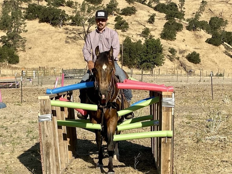 Quarter horse américain Hongre 7 Ans 147 cm Buckskin in Paicines CA