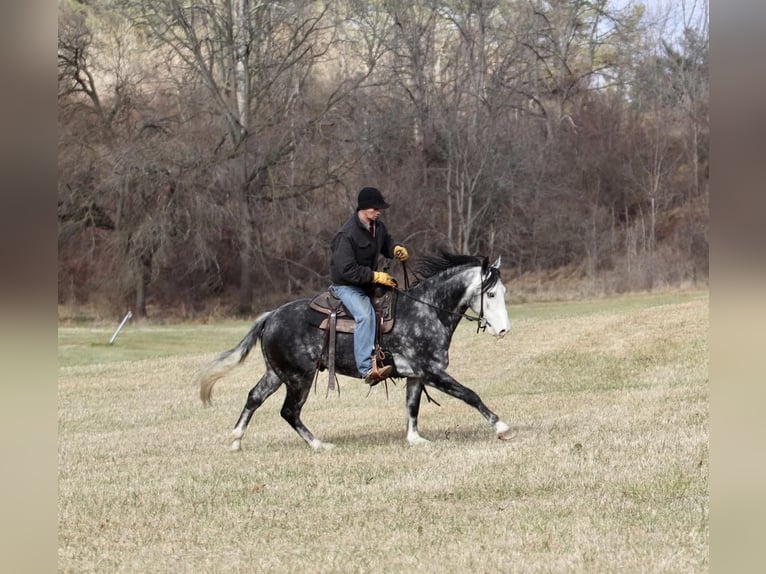 Quarter horse américain Hongre 7 Ans 147 cm Gris pommelé in Sweet Springs MO