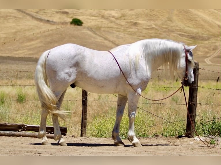 Quarter horse américain Hongre 7 Ans 147 cm Gris in King City