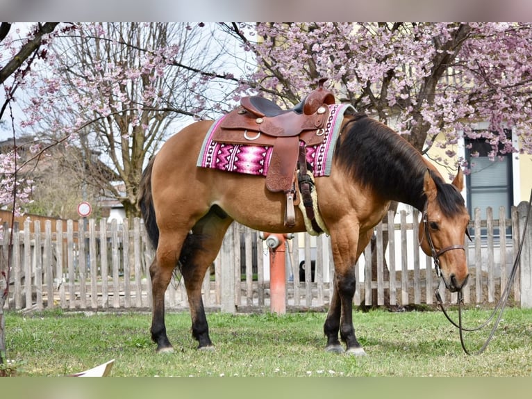 Quarter horse américain Hongre 7 Ans 147 cm Isabelle in Tuntenhausen