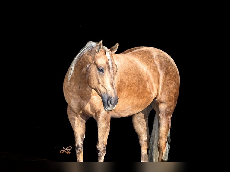 Quarter horse américain Hongre 7 Ans 147 cm Palomino in Canistota