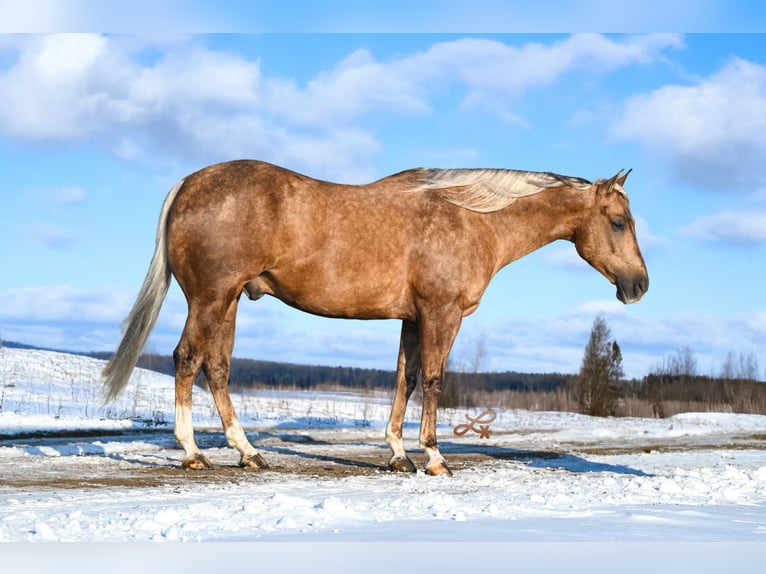 Quarter horse américain Hongre 7 Ans 147 cm Palomino in Canistota
