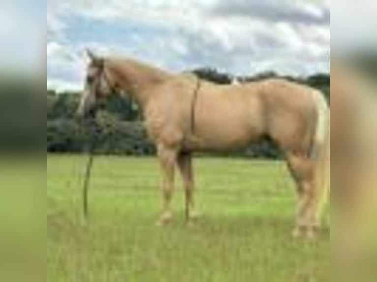 Quarter horse américain Hongre 7 Ans 147 cm Palomino in Dawsom GA