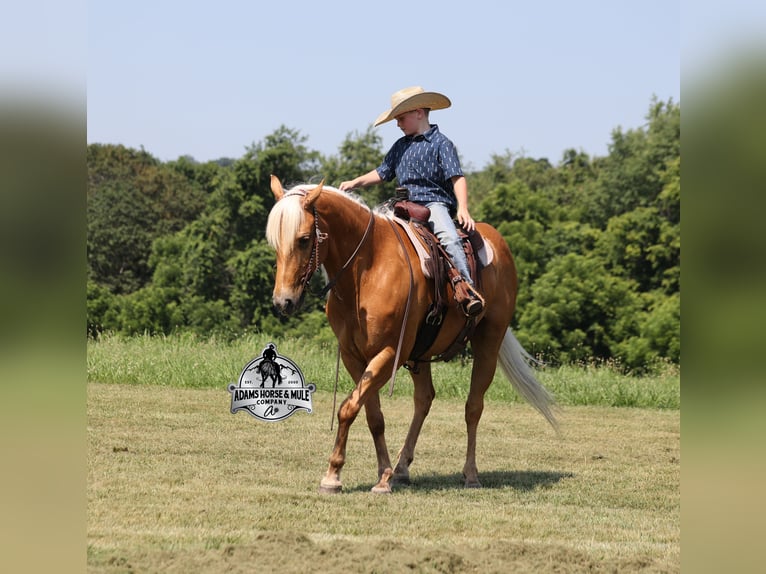 Quarter horse américain Hongre 7 Ans 147 cm Palomino in Mount Vernon, KY