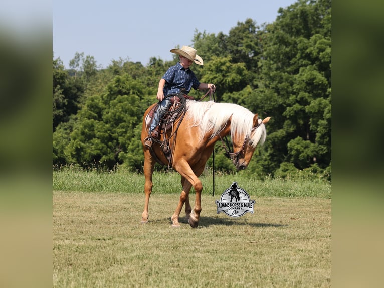Quarter horse américain Hongre 7 Ans 147 cm Palomino in Mount Vernon, KY