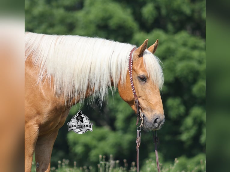 Quarter horse américain Hongre 7 Ans 147 cm Palomino in Mount Vernon, KY