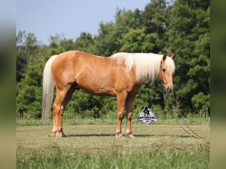 Quarter horse américain Hongre 7 Ans 147 cm Palomino in Mount Vernon, KY