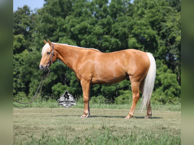 Quarter horse américain Hongre 7 Ans 147 cm Palomino in Mount Vernon, KY