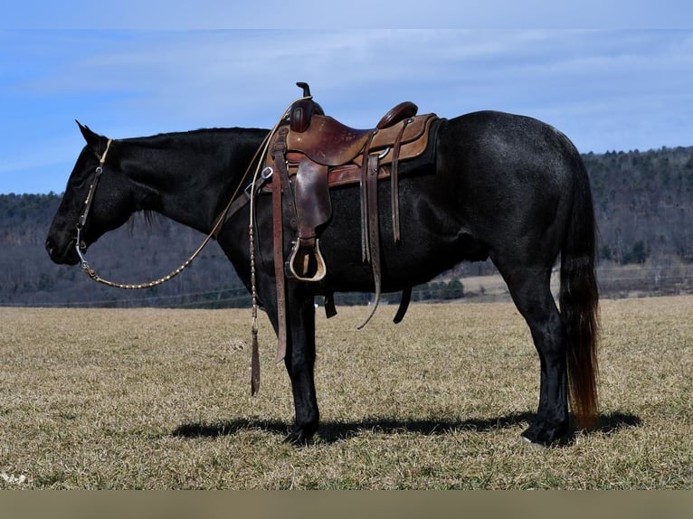 Quarter horse américain Hongre 7 Ans 147 cm Rouan Bleu in Rebersburg, PA