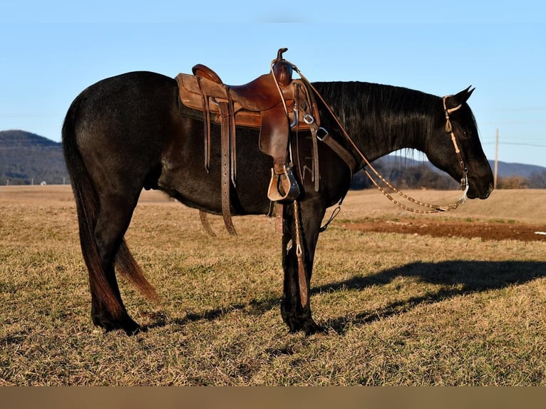 Quarter horse américain Hongre 7 Ans 147 cm Rouan Bleu in Rebersburg, PA