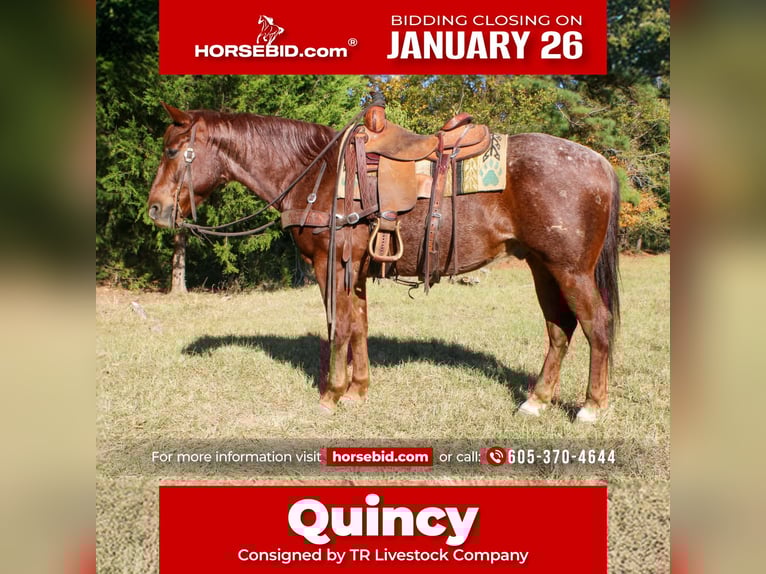 Quarter horse américain Hongre 7 Ans 147 cm Rouan Rouge in Rusk