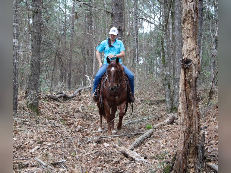 Quarter horse américain Hongre 7 Ans 147 cm Rouan Rouge in Rusk
