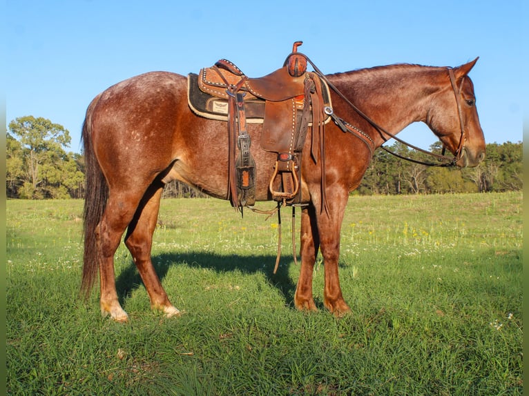 Quarter horse américain Hongre 7 Ans 147 cm Rouan Rouge in Rusk
