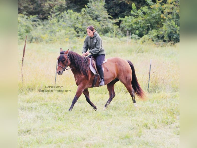 Quarter horse américain Hongre 7 Ans 147 cm Rouan Rouge in Peosta