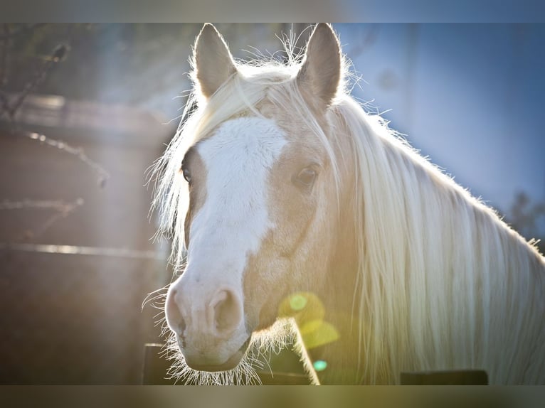 Quarter horse américain Hongre 7 Ans 149 cm Palomino in Alcoi/Alcoy