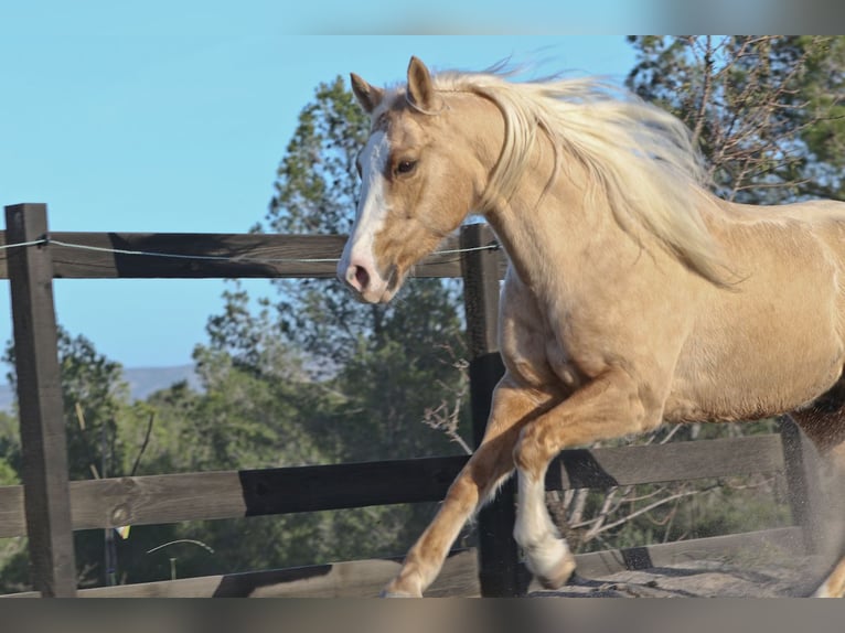 Quarter horse américain Hongre 7 Ans 149 cm Palomino in Alcoi/Alcoy