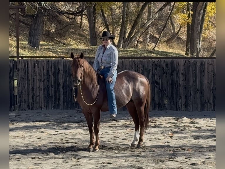 Quarter horse américain Hongre 7 Ans 150 cm Alezan brûlé in Billings