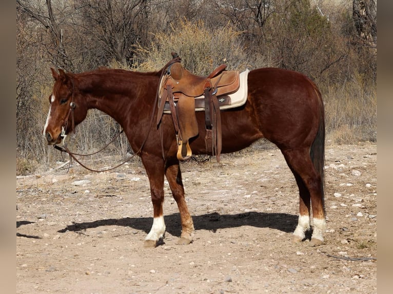 Quarter horse américain Hongre 7 Ans 150 cm Alezan brûlé in Camp Verde AZ