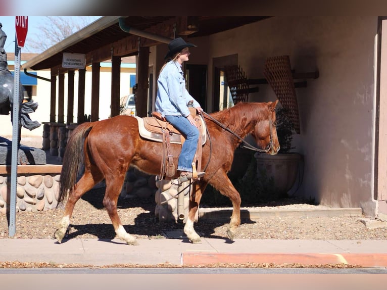 Quarter horse américain Hongre 7 Ans 150 cm Alezan brûlé in Camp Verde AZ