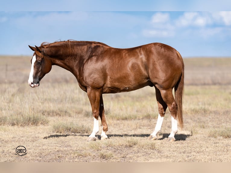 Quarter horse américain Hongre 7 Ans 150 cm Alezan cuivré in Canyon