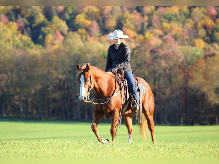 Quarter horse américain Hongre 7 Ans 150 cm Alezan cuivré in Clarion