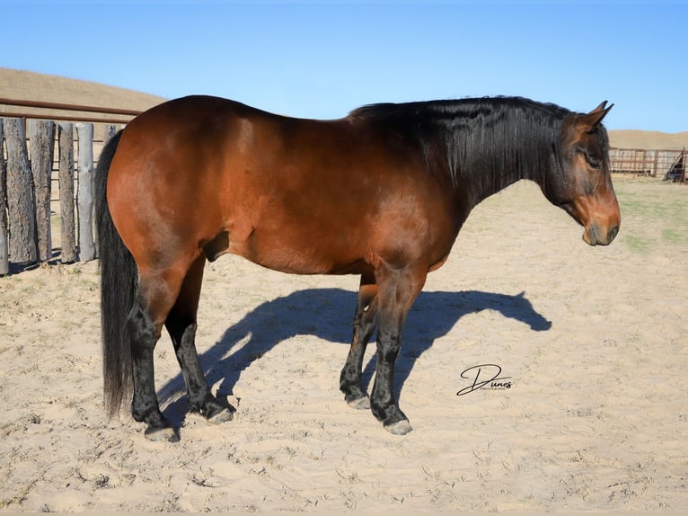 Quarter horse américain Hongre 7 Ans 150 cm Bai cerise in Broken Bow