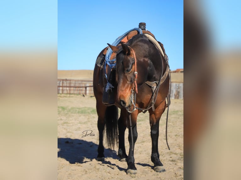 Quarter horse américain Hongre 7 Ans 150 cm Bai cerise in Broken Bow