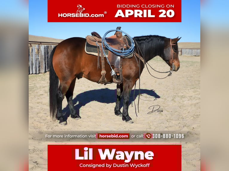 Quarter horse américain Hongre 7 Ans 150 cm Bai cerise in Broken Bow