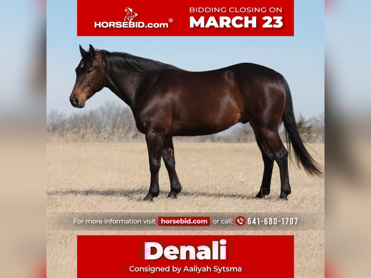 Quarter horse américain Hongre 7 Ans 150 cm Bai in Cincinnati