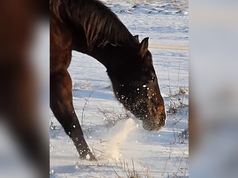Quarter horse américain Hongre 7 Ans 150 cm Bai in Petershagen