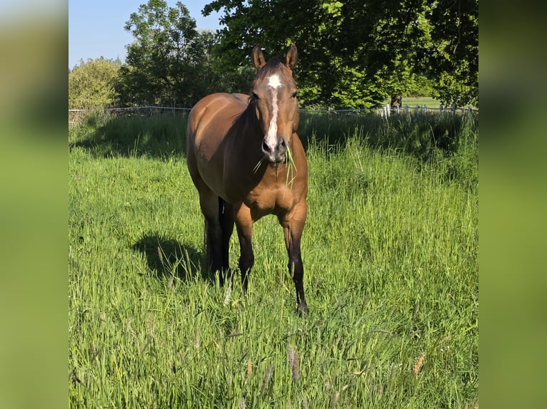 Quarter horse américain Hongre 7 Ans 150 cm Bai in Petershagen