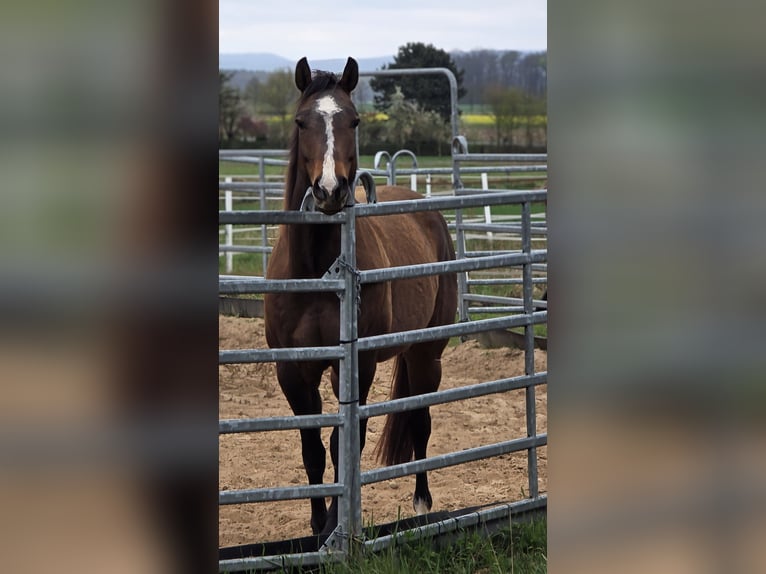Quarter horse américain Hongre 7 Ans 150 cm Bai in Petershagen