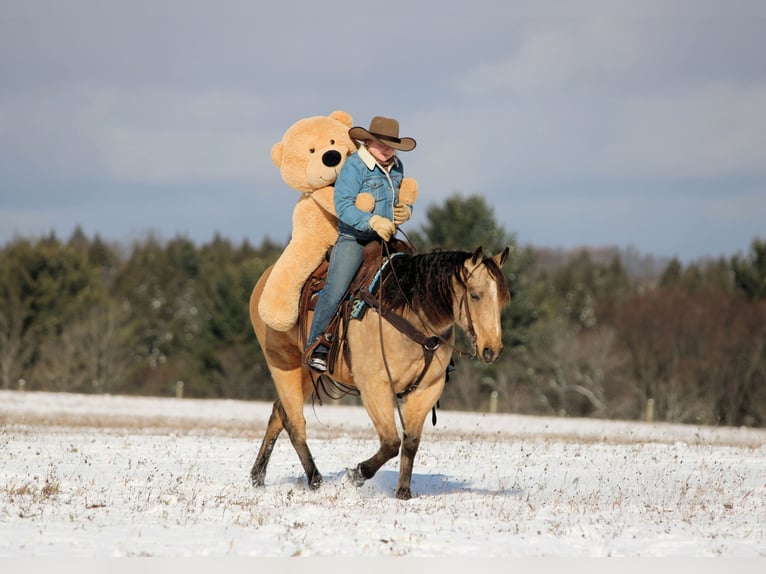 Quarter horse américain Hongre 7 Ans 150 cm Buckskin in Clarion