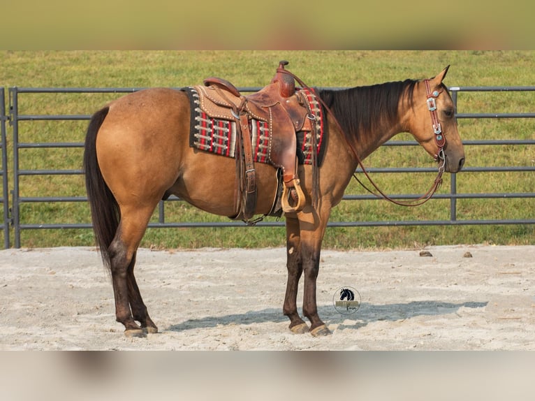 Quarter horse américain Hongre 7 Ans 150 cm Buckskin in Fredericksburg