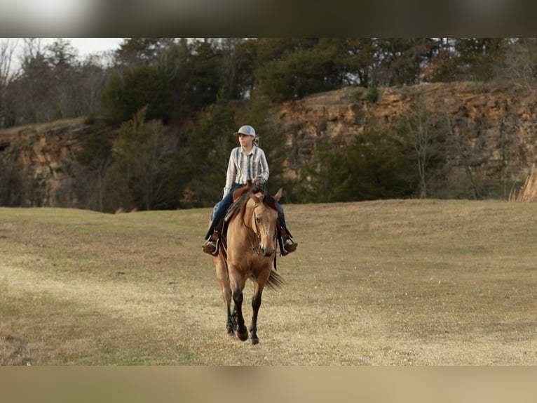 Quarter horse américain Hongre 7 Ans 150 cm Buckskin in Morrilton