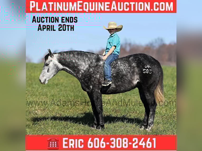 Quarter horse américain Hongre 7 Ans 150 cm Gris in Mount Vernon KY
