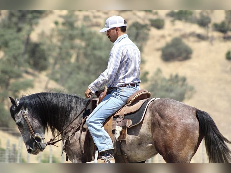 Quarter horse américain Hongre 7 Ans 150 cm Gris in Paicines CA