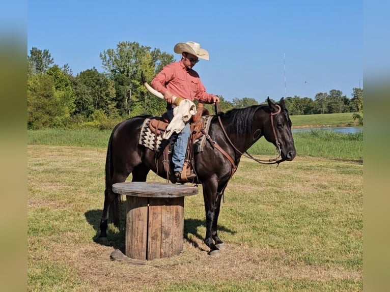 Quarter horse américain Hongre 7 Ans 150 cm Noir in Robards, KY