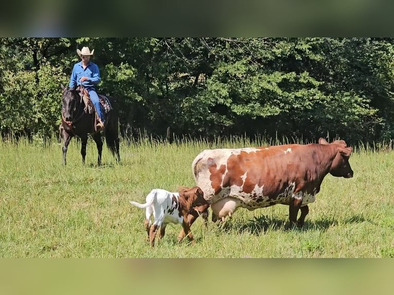 Quarter horse américain Hongre 7 Ans 150 cm Noir in Robards, KY