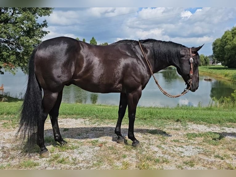 Quarter horse américain Hongre 7 Ans 150 cm Noir in Robards, KY