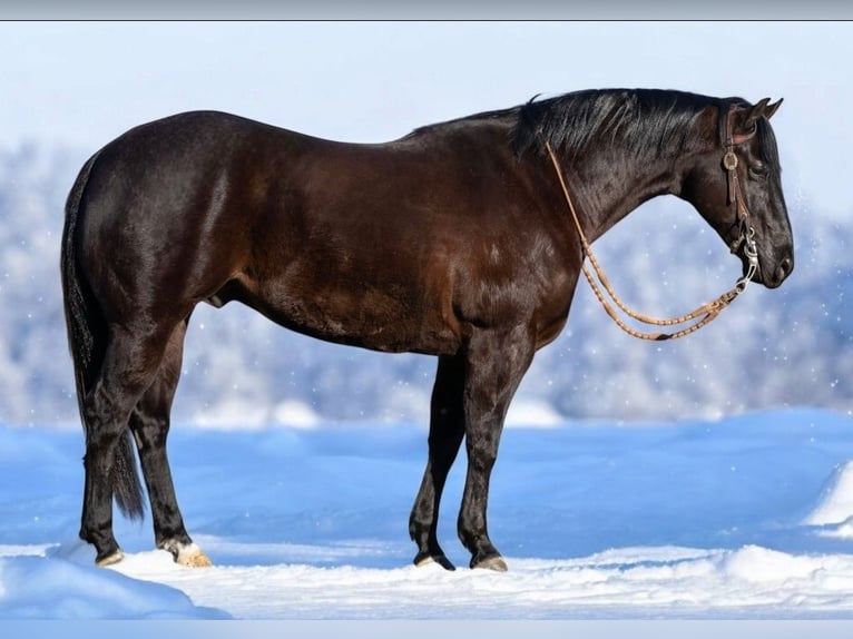 Quarter horse américain Hongre 7 Ans 150 cm Noir in Robards