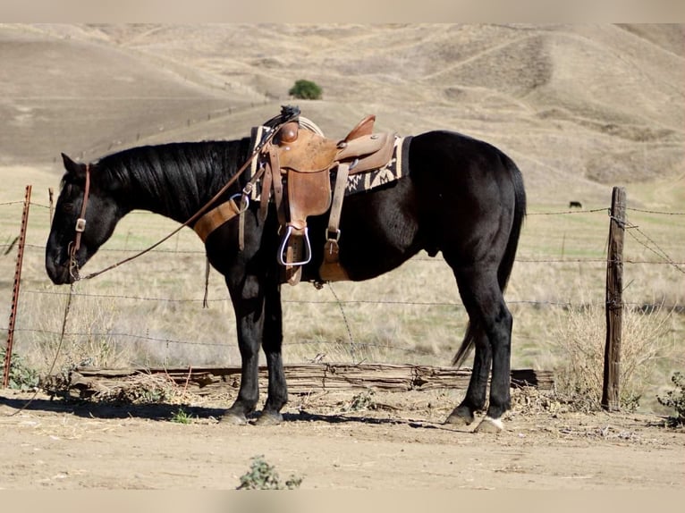 Quarter horse américain Hongre 7 Ans 150 cm Noir in Paicines CA