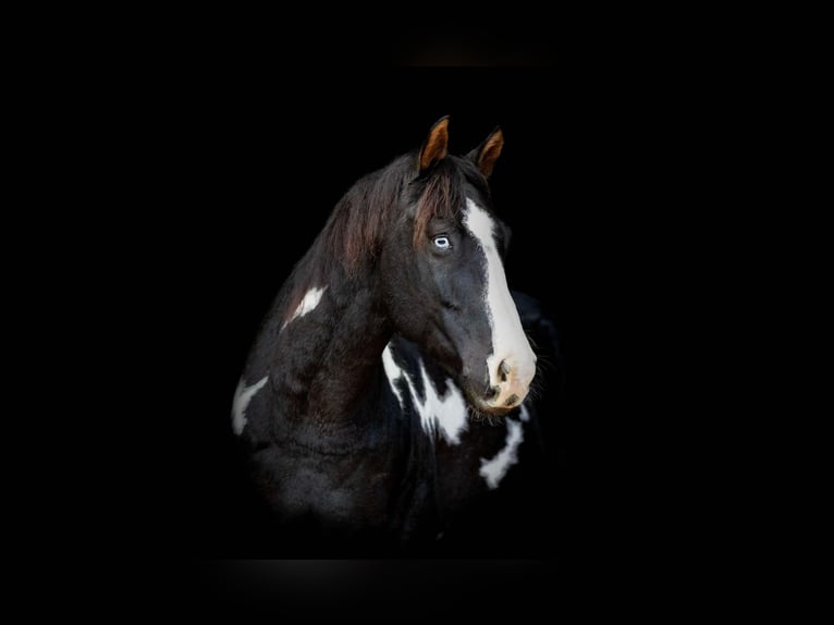 Quarter horse américain Hongre 7 Ans 150 cm Overo-toutes couleurs in Weatherford TX