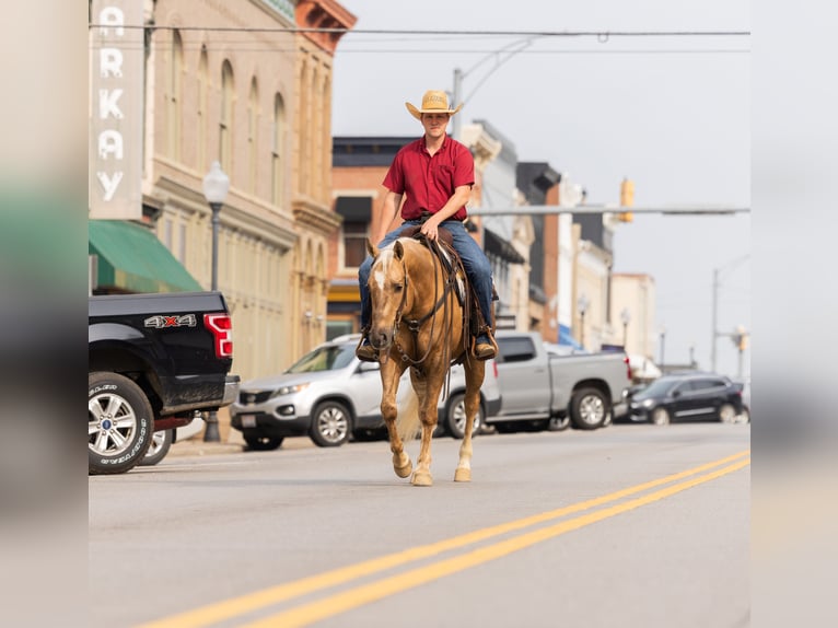 Quarter horse américain Hongre 7 Ans 150 cm Palomino in Jackson, OH