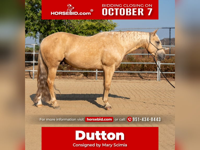 Quarter horse américain Hongre 7 Ans 150 cm Palomino in Perris, CA