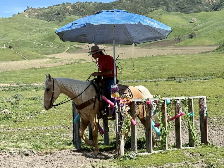 Quarter horse américain Hongre 7 Ans 150 cm Palomino in Tres Pinos