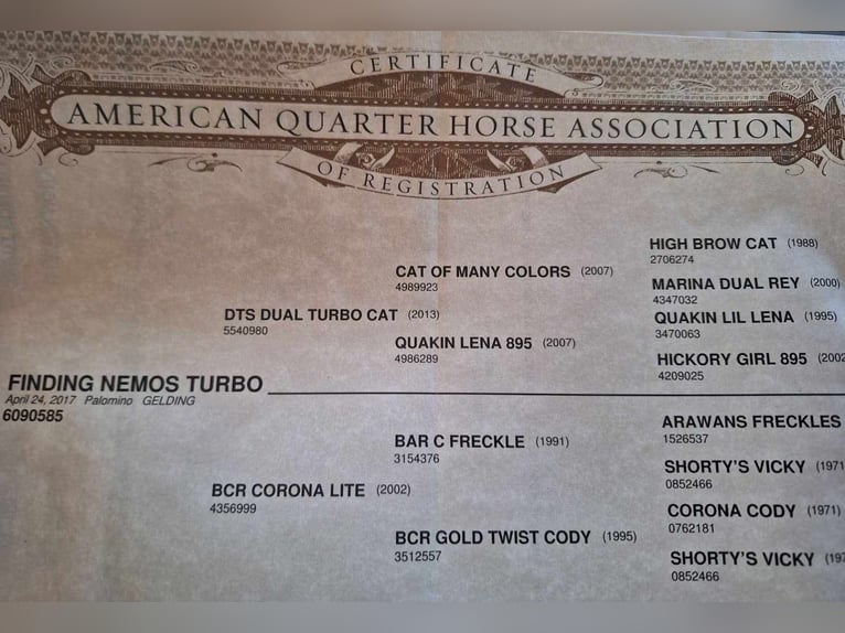 Quarter horse américain Hongre 7 Ans 150 cm Palomino in Winchester, OH