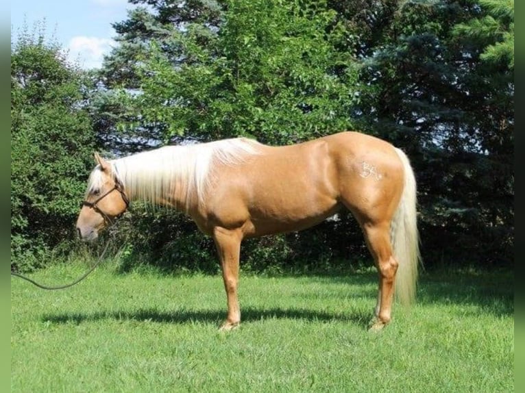 Quarter horse américain Hongre 7 Ans 150 cm Palomino in Winchester, OH