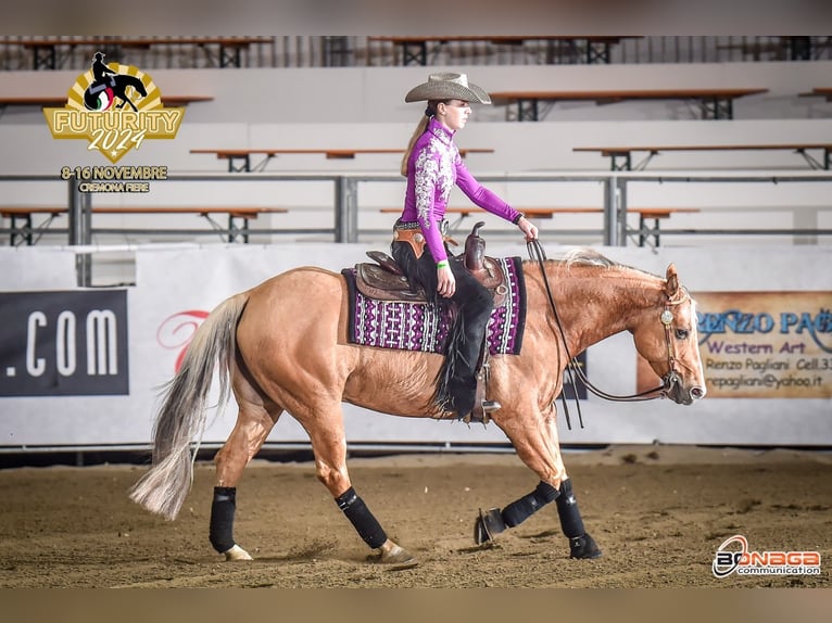 Quarter horse américain Hongre 7 Ans 150 cm Palomino in Neumarkt