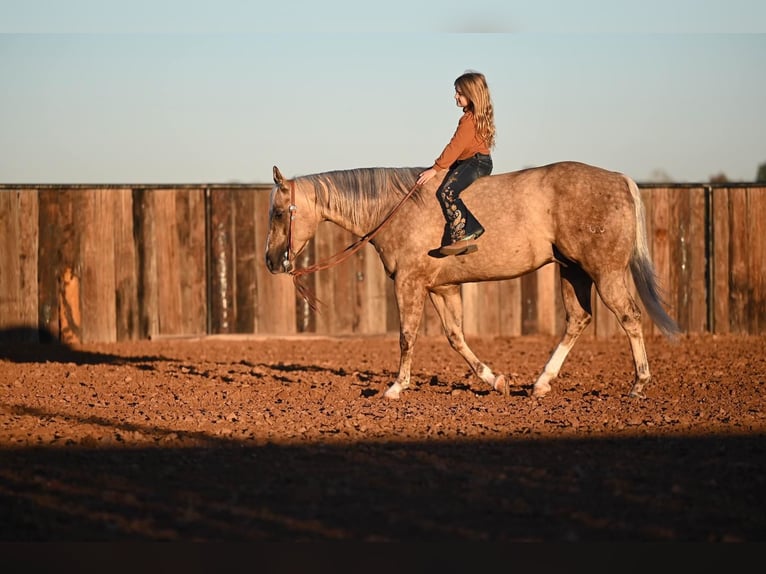 Quarter horse américain Hongre 7 Ans 150 cm Palomino in Waco, TX